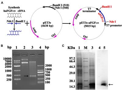 Large-Scale Preparation of Highly Stable Recombinant Human Acidic Fibroblast Growth Factor in Escherichia coli BL21(DE3) plysS Strain